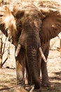 Elephants portrait Royalty Free Stock Photo