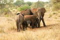 Elephants protecting baby elephant