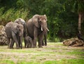 Elephants protecting baby