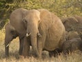 Elephants protecting the family in Tsavo national park kenya east africa in Tsavo national park kenya east africa