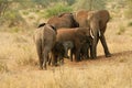 Elephants protecting their young