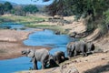 Elephants quenching thirst Royalty Free Stock Photo