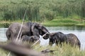 Elephants in QuiÃÂ§ama - Kissama Park Angola