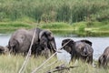 Elephants in QuiÃÂ§ama - Kissama Park in Angola - Africa