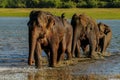 Elephants race Royalty Free Stock Photo