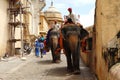 Elephants raising tourists to the entrance to Amber Fort. Jaipur, India