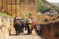 Elephants raising tourists to the entrance to Amber Fort. Jaipur, India