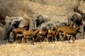 Elephants and Red Sables