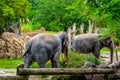 Elephants resting at the lunch Royalty Free Stock Photo