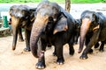 Elephants return from bathing in the Pinnawala Elephant Orphanage Royalty Free Stock Photo