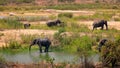 Elephants by the river Royalty Free Stock Photo