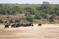Elephants in a riverbed Royalty Free Stock Photo