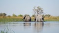 Elephants roaming in the wetlands of the Okavango Delta in Botswana, Africa.