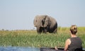 Elephants roaming in the wetlands of the Okavango Delta in Botswana, Africa. Royalty Free Stock Photo