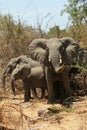 Elephants of Ruaha Royalty Free Stock Photo