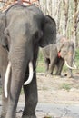 Elephants on rubber tree plantation Royalty Free Stock Photo
