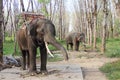 Elephants on rubber tree plantation Royalty Free Stock Photo