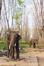 Elephants on rubber tree plantation Royalty Free Stock Photo