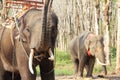 Elephants on rubber tree plantation Royalty Free Stock Photo