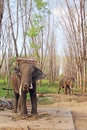 Elephants on rubber tree plantation Royalty Free Stock Photo
