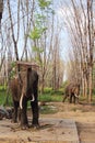 Elephants on rubber tree plantation Royalty Free Stock Photo