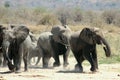 Elephants Run Royalty Free Stock Photo