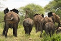 Elephants on the run Royalty Free Stock Photo