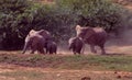 Elephants running to the waterhole in Addo Elephant Park Royalty Free Stock Photo