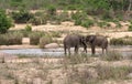 Elephants in the Sabie River in Kruger National Park, South Africa Royalty Free Stock Photo