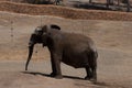 Elephants in a safari, close view, with a natural and warm background. With the clear sky and blue background. Hot habitat.