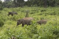 Elephants Safari in Polonnaruwa, Sri Lanka.