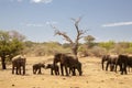 Elephants at Safari Sri Lanka Royalty Free Stock Photo