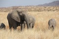 Elephants at Ruaha national park ,Tanzania east Africa. Royalty Free Stock Photo