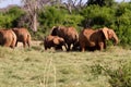 Elephants in the savana landscape