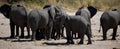 Elephants in savana river