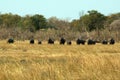 Elephants in the savanna Royalty Free Stock Photo