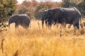 Elephants in the savanna of the caprivi strip in Namibia in Africa