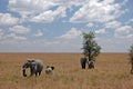 Elephants In The Savannah