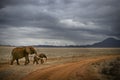 Elephants in Savannah, East Africa, Kenya. Royalty Free Stock Photo