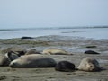 Elephants seal Royalty Free Stock Photo