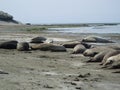 Elephants seal Royalty Free Stock Photo
