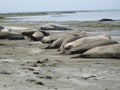 Elephants seal Royalty Free Stock Photo