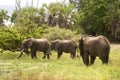 Elephants, Selous Game Reserve, Tanzania Royalty Free Stock Photo