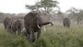 Elephants at the Serengeti National Park