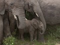 Elephants at the Serengeti National Park Royalty Free Stock Photo