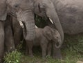 Elephants at the Serengeti National Park