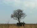 3 Elephants at Shingwedzi Royalty Free Stock Photo