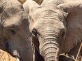 Elephants showing emotion