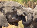 Closeup of African Elephant drinking water