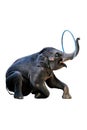 elephants showing their skill of playing ,hula hoop on white background with clipping path